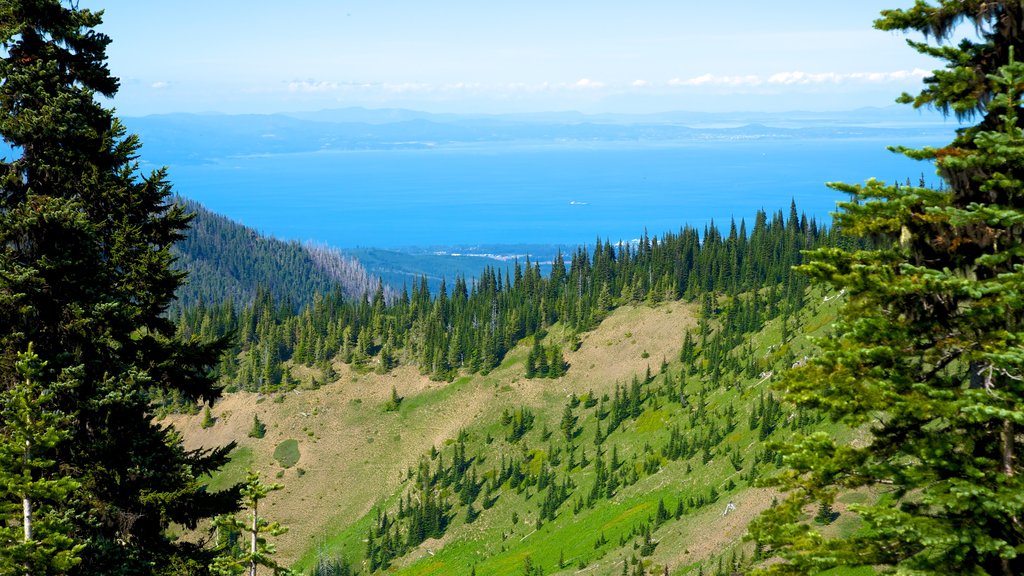 Centro de visitantes de Hurricane Ridge que incluye escenas tranquilas, vista panorámica y imágenes de bosques