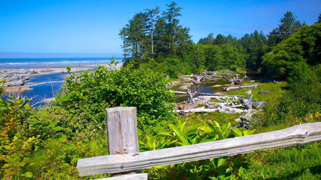 Kalaloch which includes general coastal views, forest scenes and a river or creek