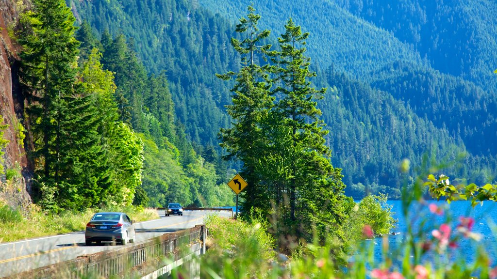 Olympic National Park which includes forest scenes and a lake or waterhole