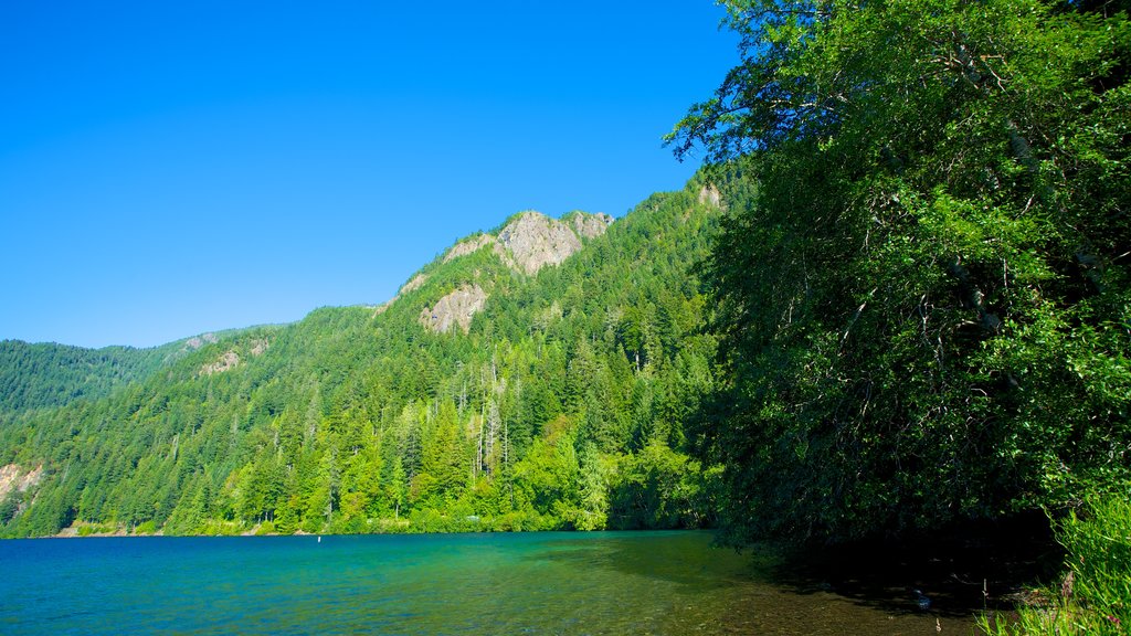 Olympic National Park showing forests, a lake or waterhole and mountains