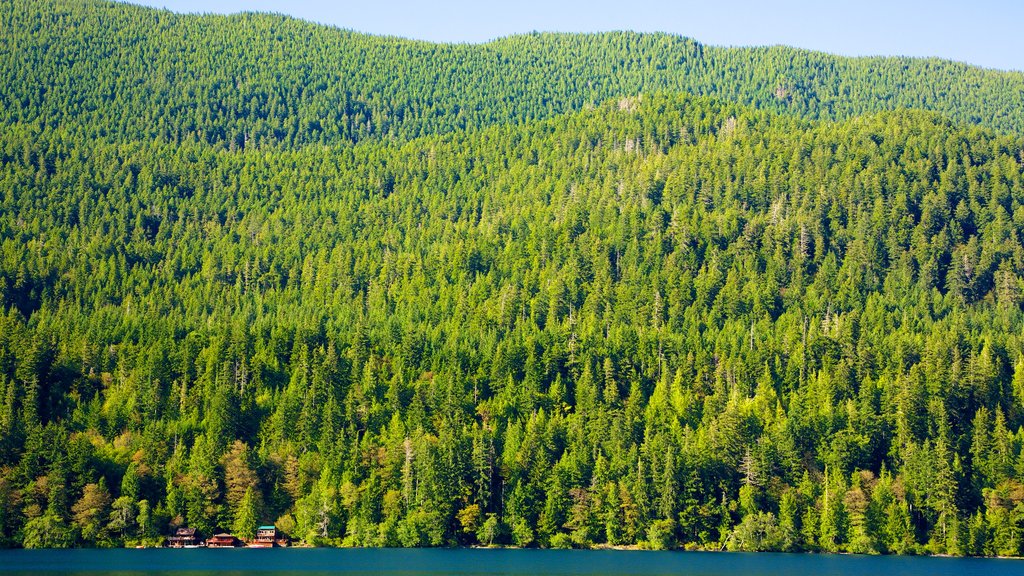 Olympic National Park showing mountains, forest scenes and landscape views