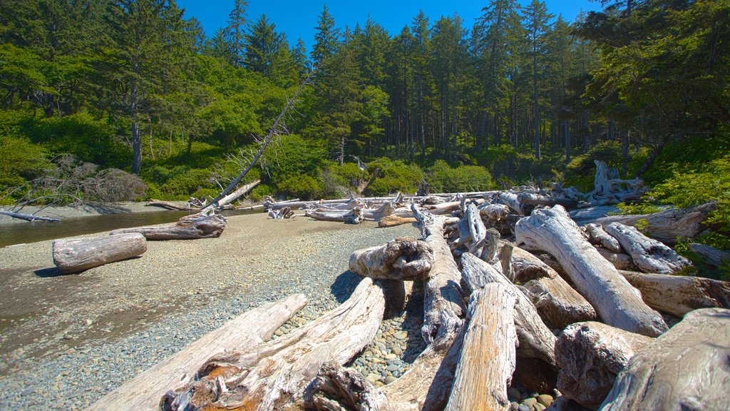 Ruby Beach which includes general coastal views and forest scenes