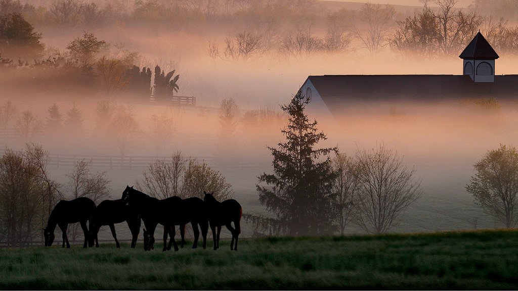 Lexington featuring landscape views, mist or fog and land animals