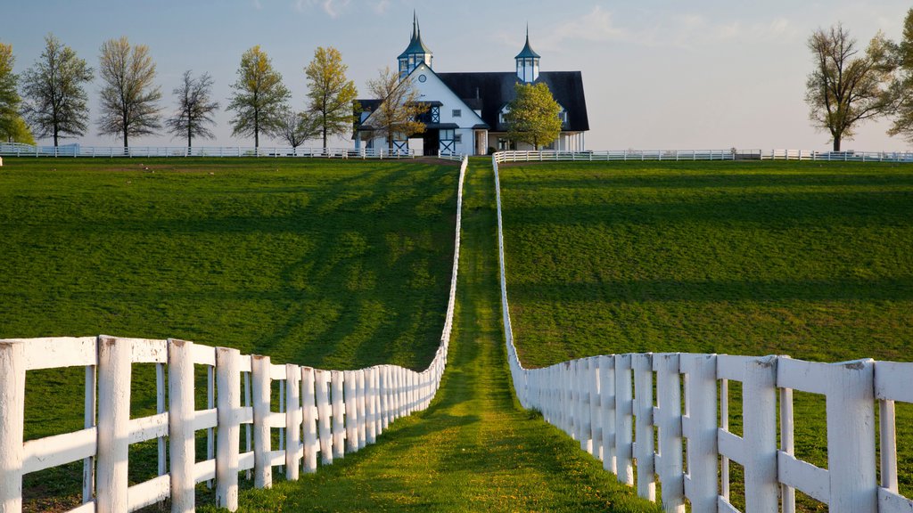 Lexington showing tranquil scenes and farmland