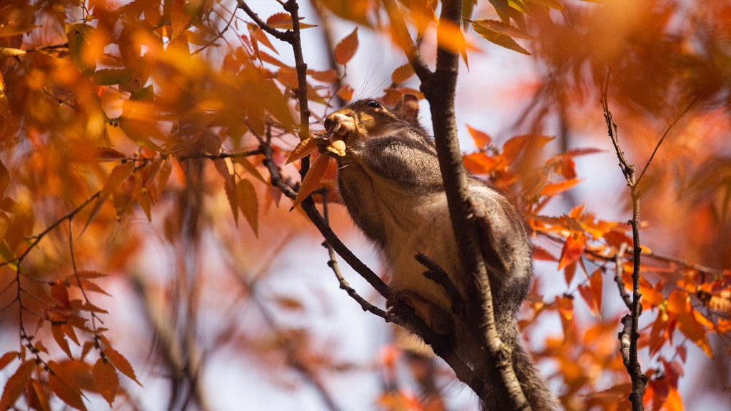 Korean War Veterans Memorial featuring cuddly or friendly animals and autumn colours