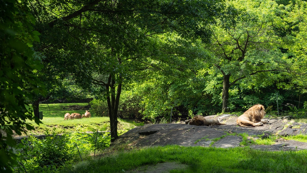 Bronx Zoo showing zoo animals, dangerous animals and land animals