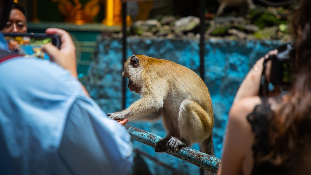 Cuevas Batu ofreciendo animales de zoológico y animales domésticos