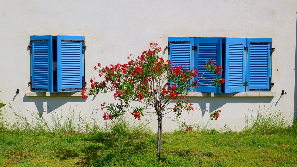 Biguglia which includes wildflowers