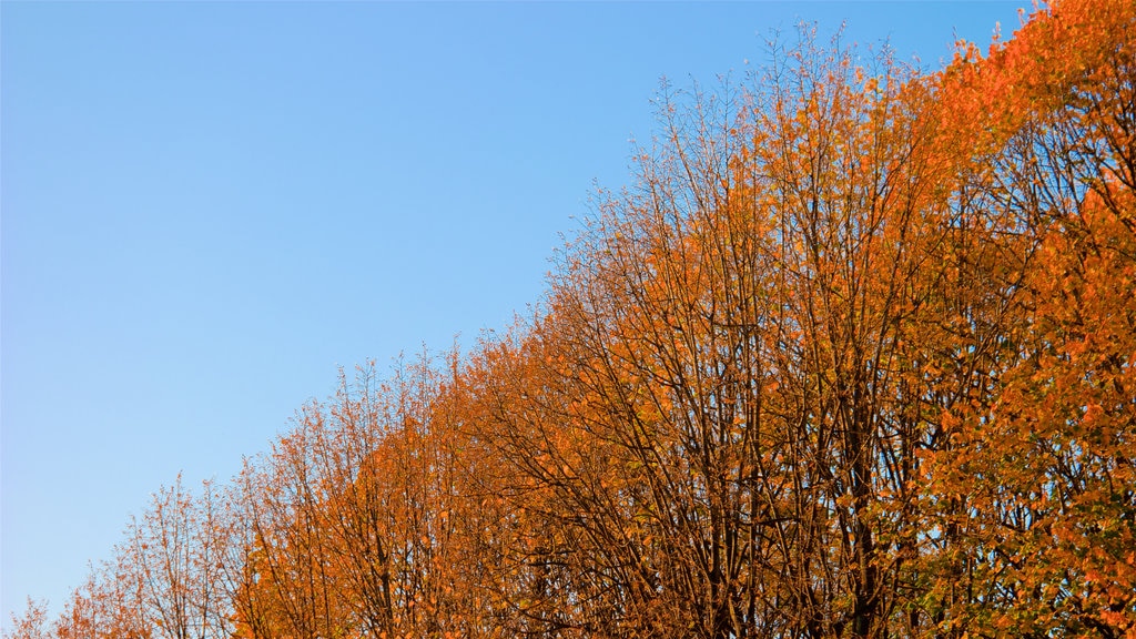 7th Arrondissement showing autumn colours