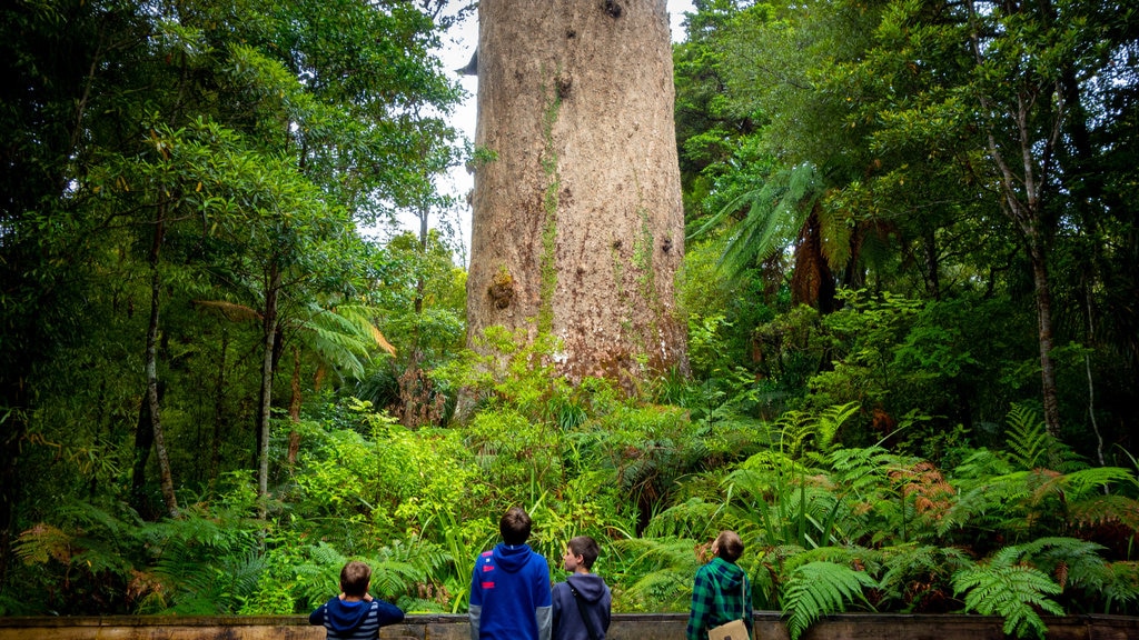 Cây Tane Mahuta