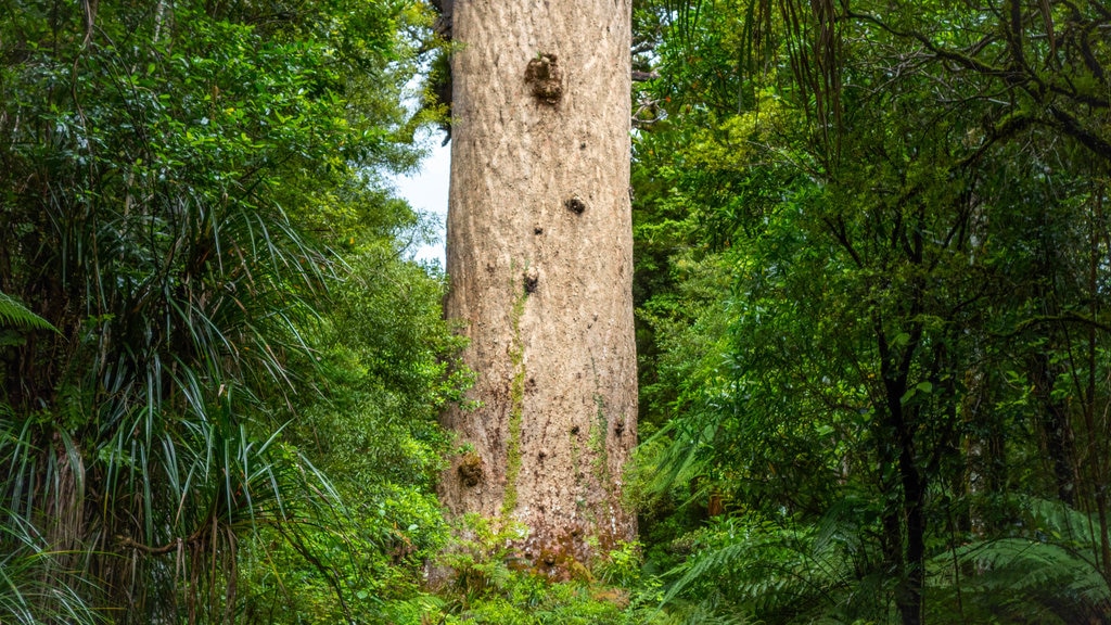 Cây Tane Mahuta