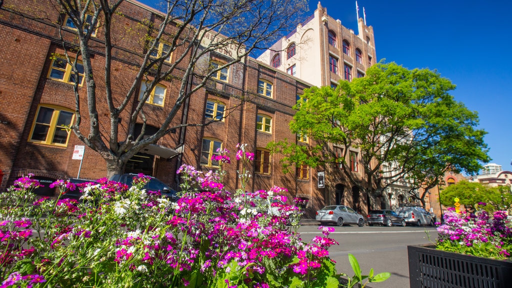 Circular Quay which includes flowers