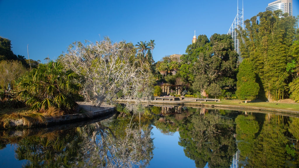 Real Jardín Botánico ofreciendo un estanque