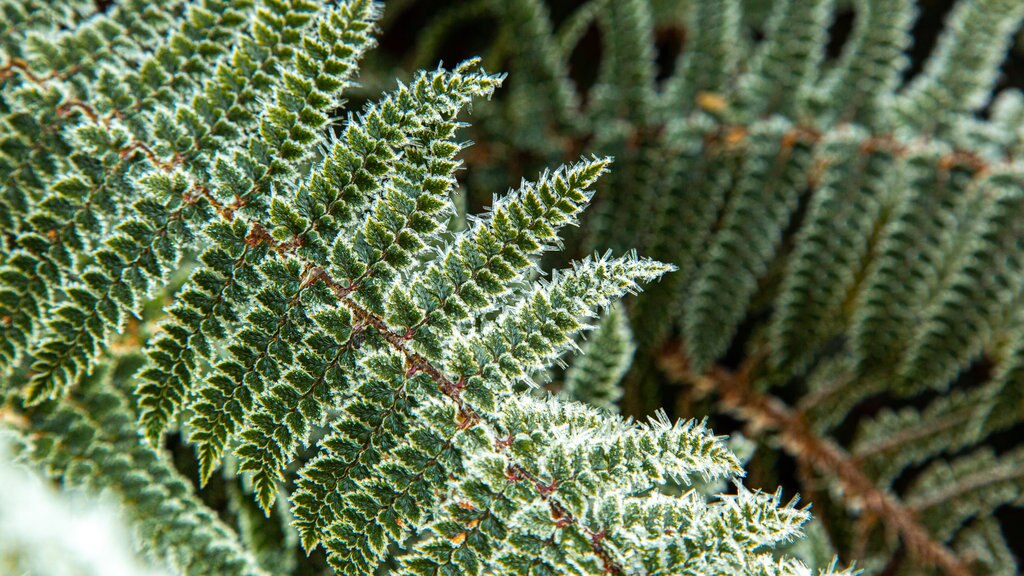 Mount Cook Nationaal Park toont wilde bloemen