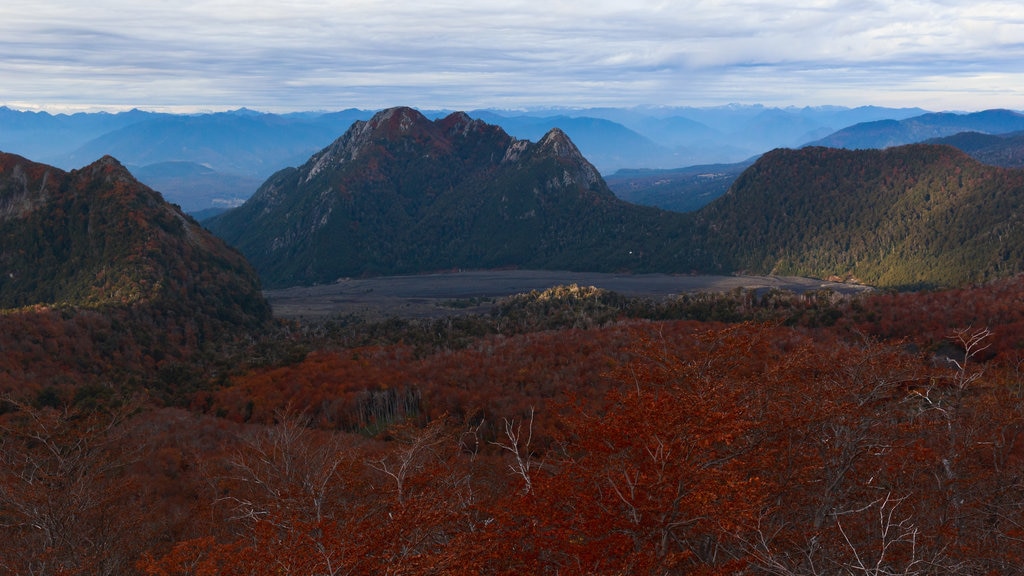 Villarrica National Park showing tranquil scenes