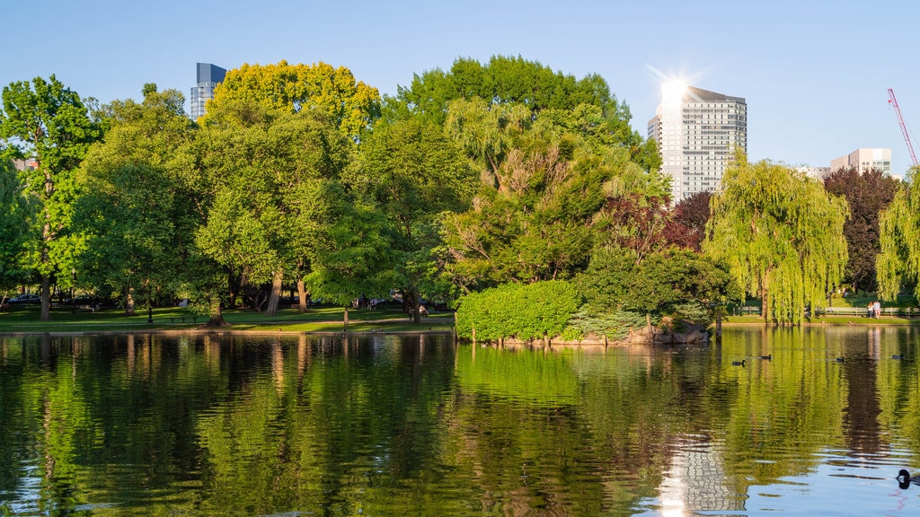 Boston Public Garden featuring a pond