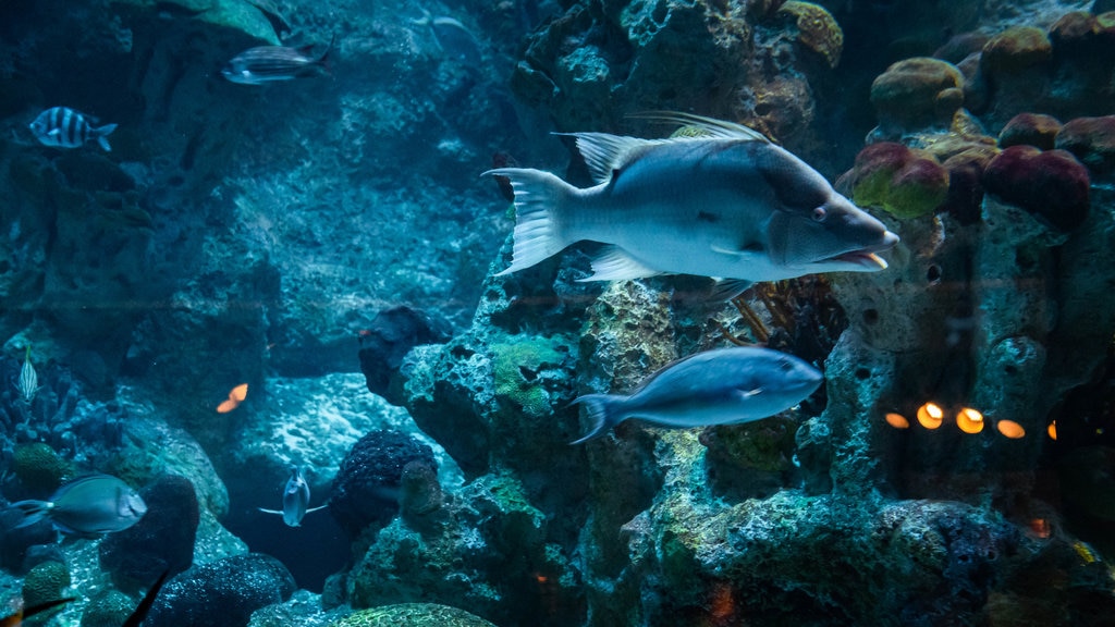 New England Aquarium que incluye vida marina