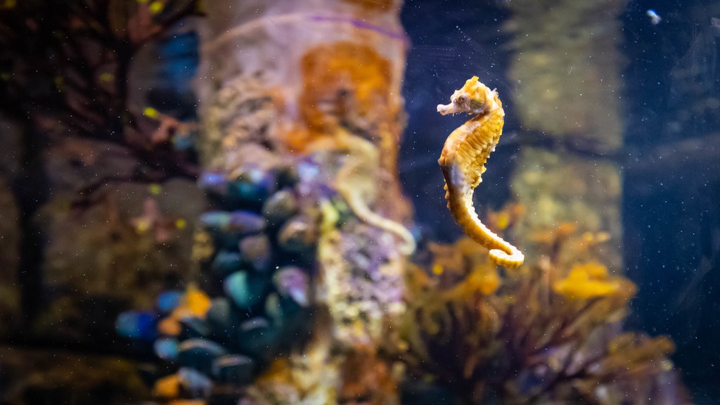 New England Aquarium featuring marine life