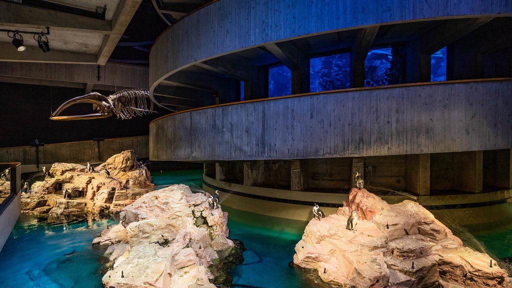 New England Aquarium featuring marine life and interior views