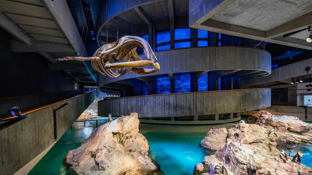 New England Aquarium mostrando vida marina y vistas interiores