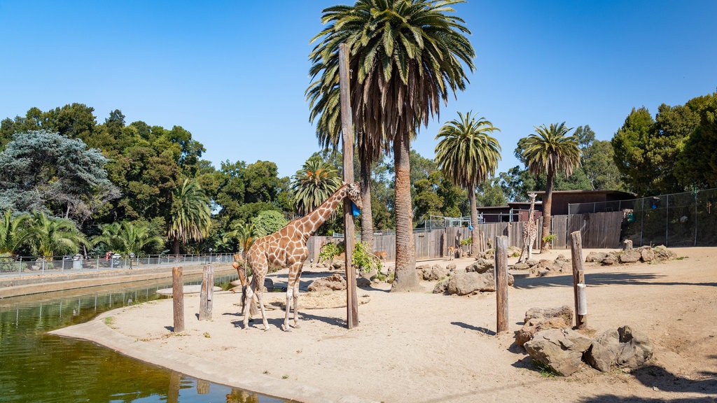 Oakland Zoo showing land animals and zoo animals