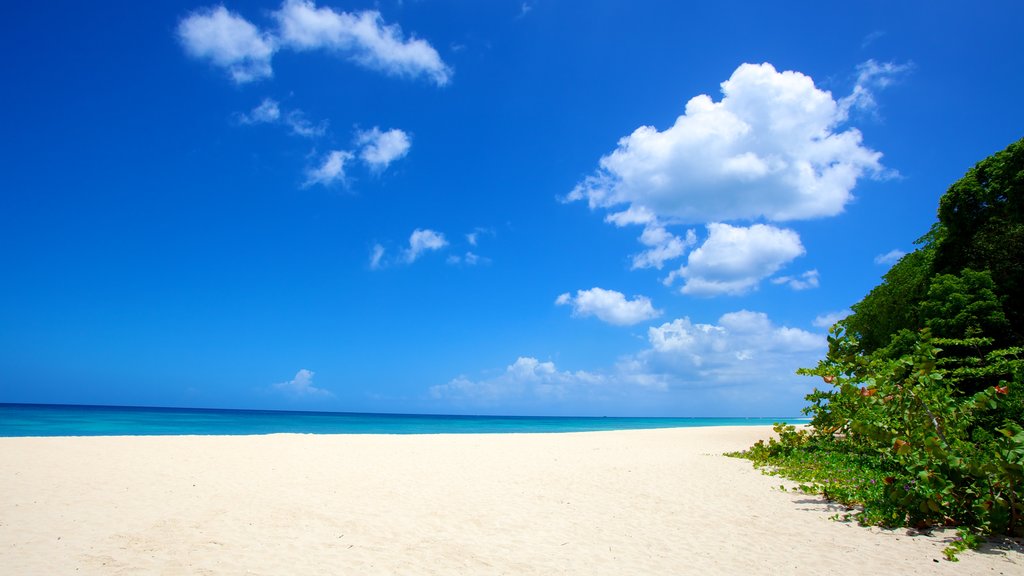 Brighton Beach which includes landscape views, tropical scenes and a beach