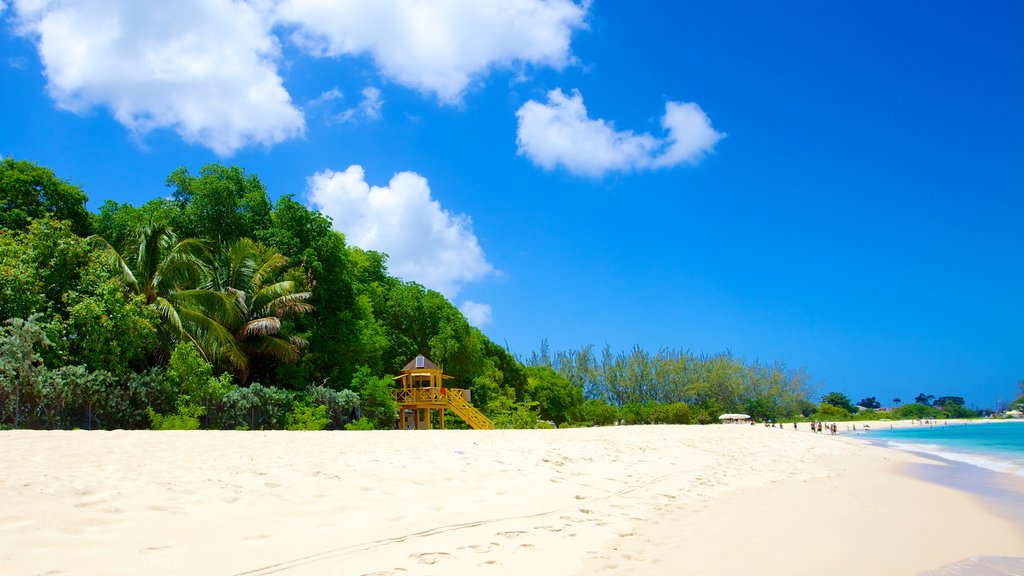 Brighton Beach showing landscape views, tropical scenes and a beach