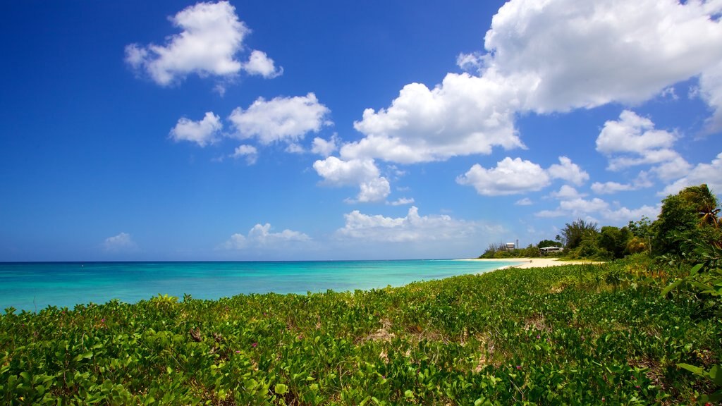 Brighton Beach showing tropical scenes, landscape views and a beach