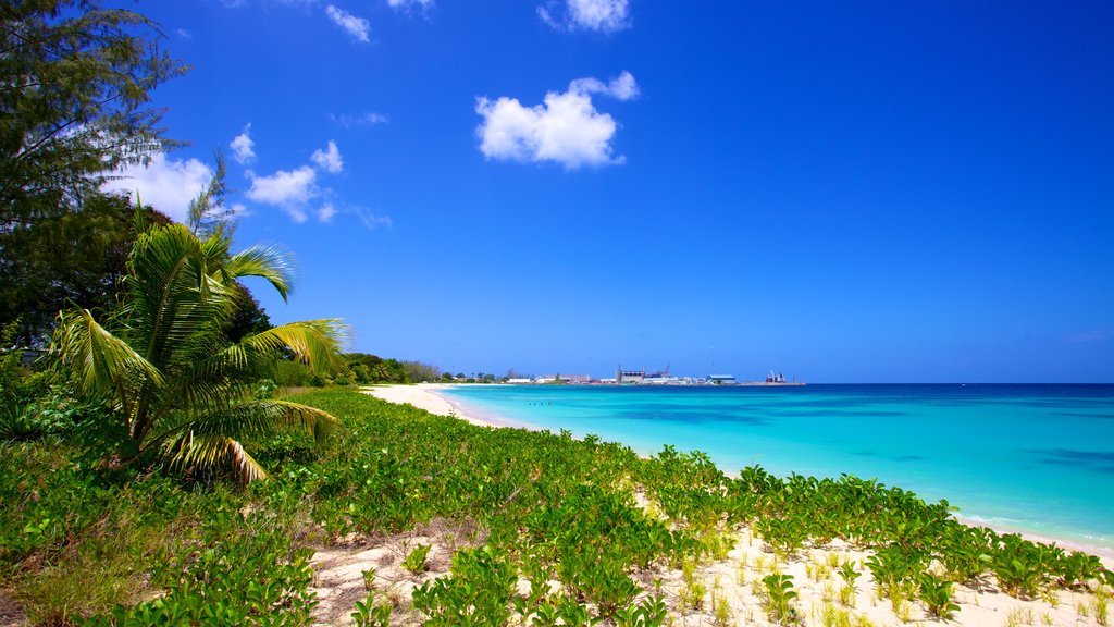 Brighton Beach featuring tropical scenes, landscape views and a sandy beach