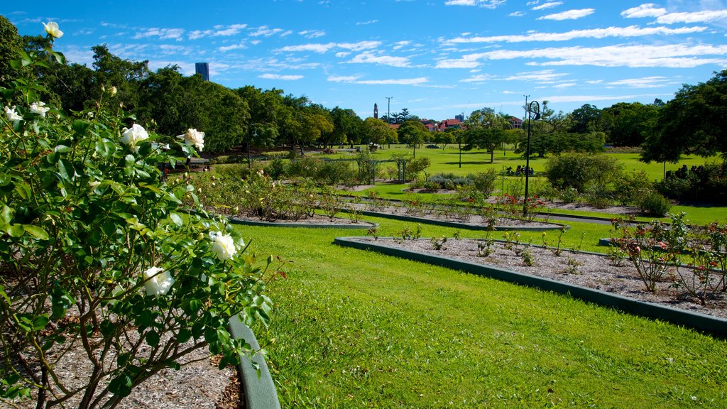 New Farm Park which includes flowers and a garden