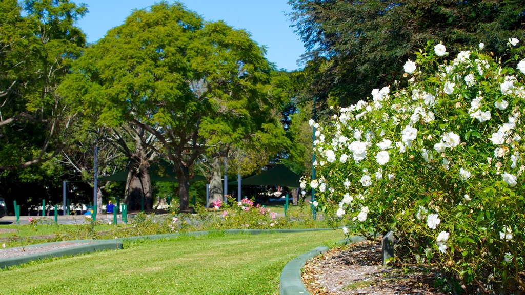 New Farm Park which includes flowers and a garden