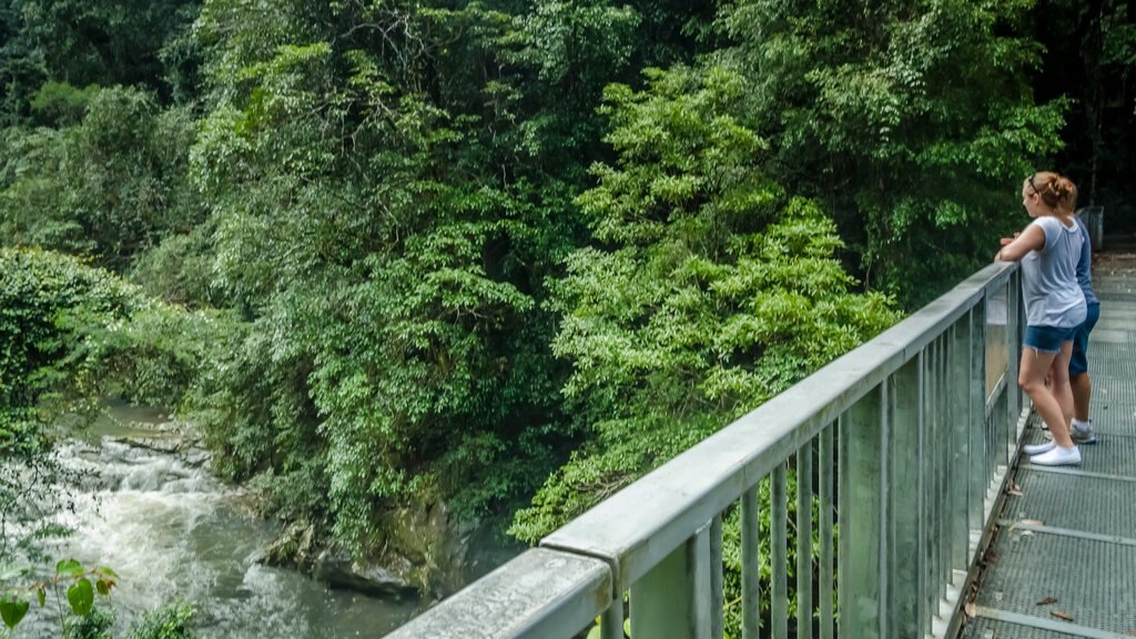 Parque Nacional Cumbres Barrington que incluye rápidos, vista y imágenes de bosques