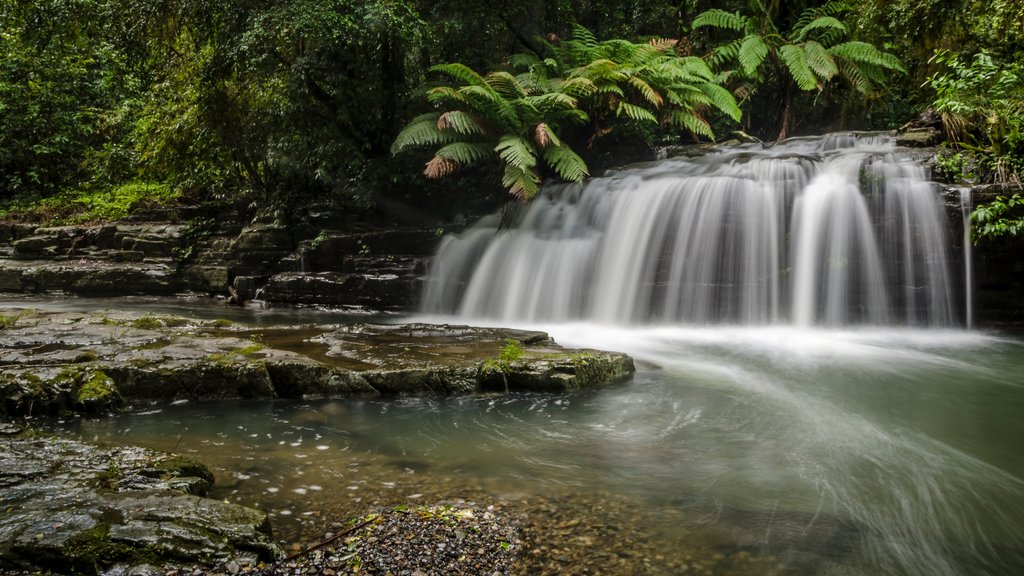 Barrington Tops -kansallispuisto joka esittää vesiputous, lampi ja sademetsä