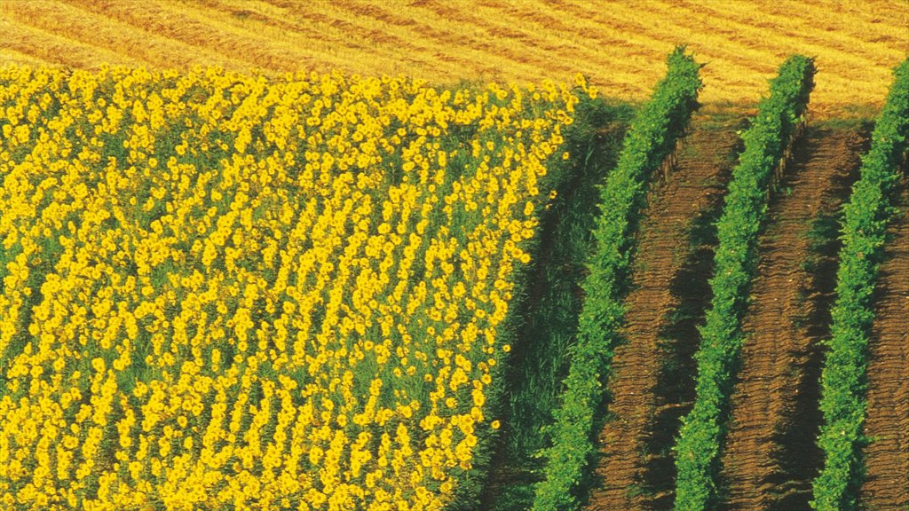 Eisenstadt mettant en vedette terre agricole et fleurs