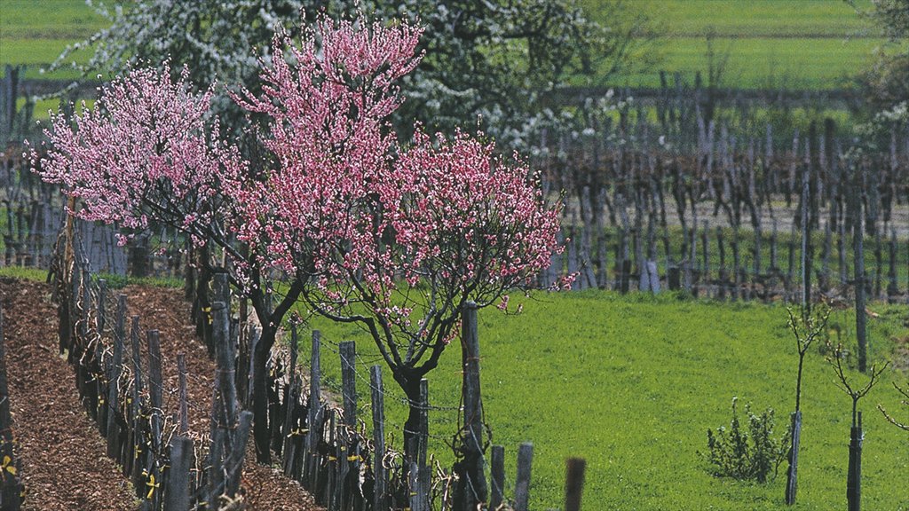 Eisenstadt montrant fleurs et terre agricole