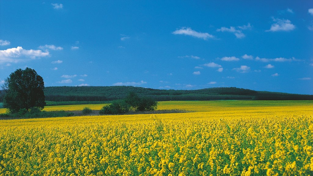 Eisenstadt which includes wild flowers, flowers and landscape views