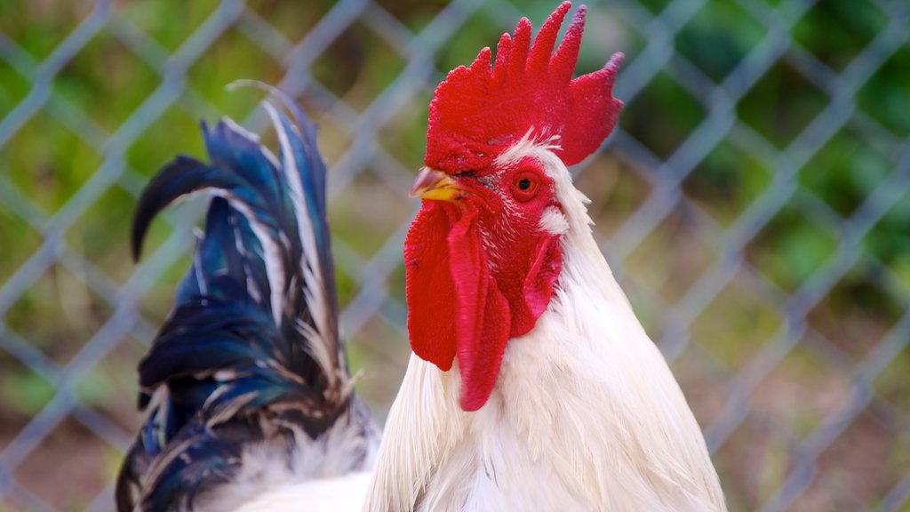 Saskatoon que inclui vida das aves e animais de zoológico