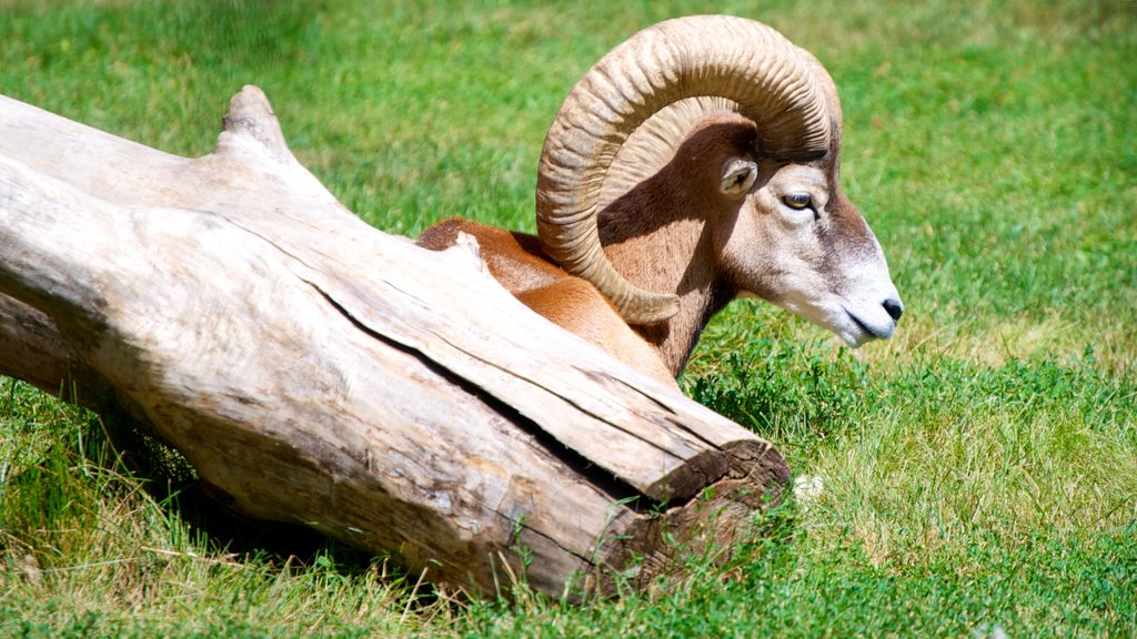 Saskatoon mit einem Landtiere und Zootiere