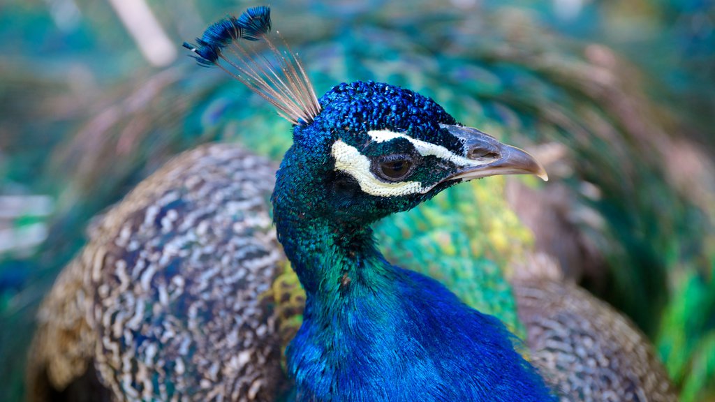 Saskatoon mostrando vida das aves e animais de zoológico