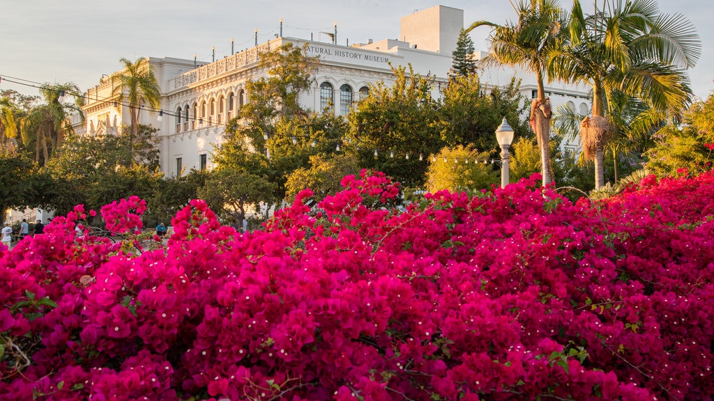 Balboa Park showing wild flowers