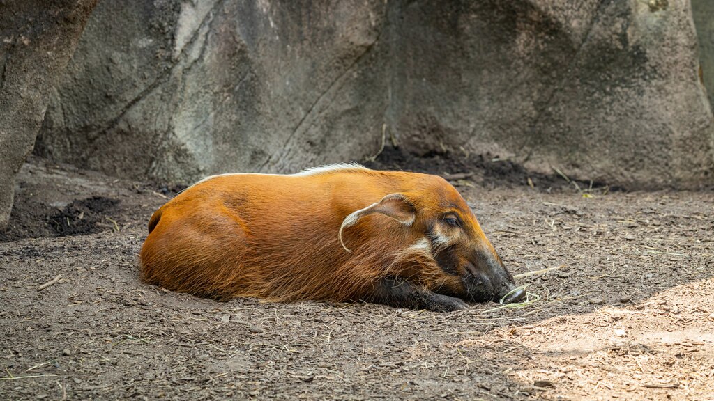 Virginia Zoo mostrando animais de zoológico e animais terrestres