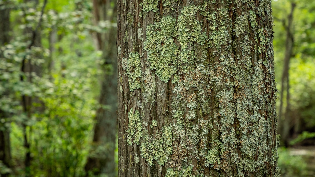 First Landing State Park showing forests