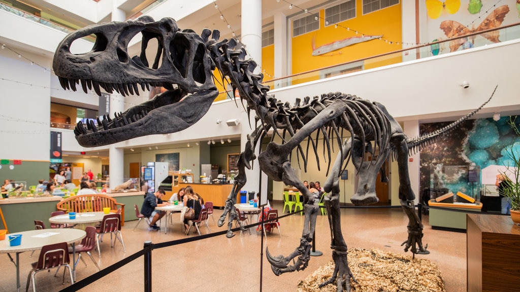 Museu de História Natural de San Diego que inclui elementos de patrimônio e vistas internas