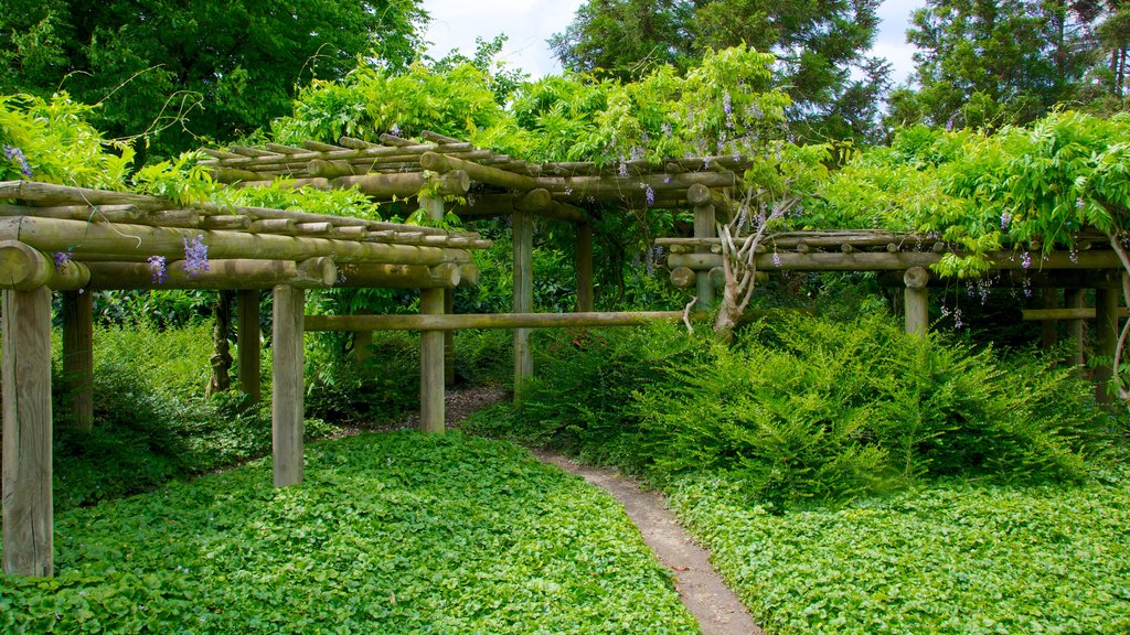 Jardim Japônes que inclui um jardim