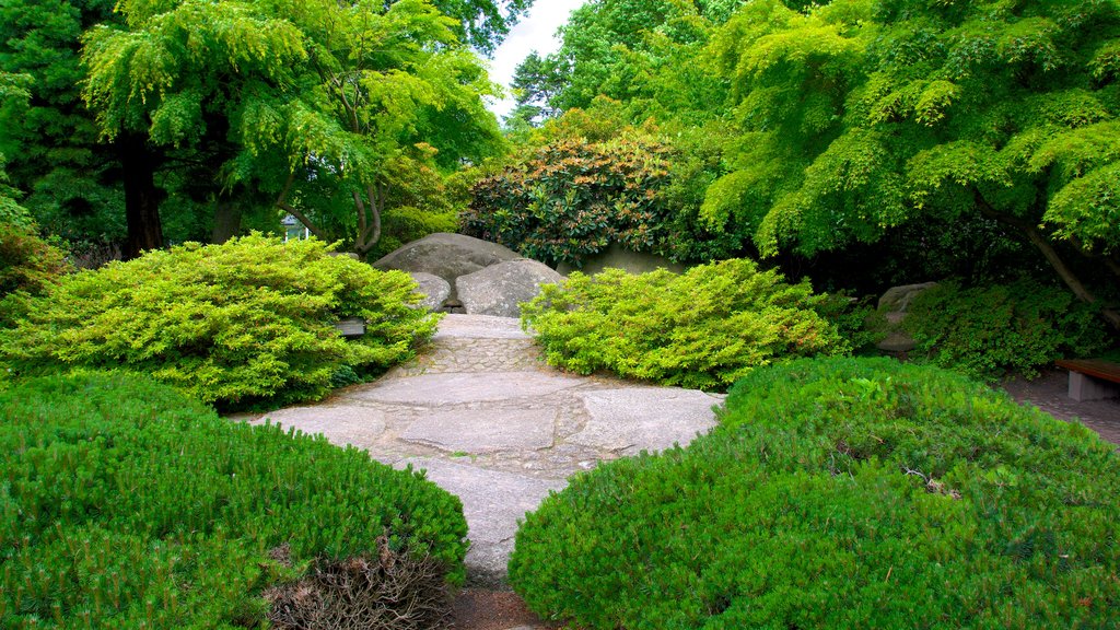 Jardín japonés mostrando jardín