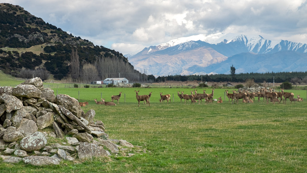 Wanaka som visar åkrar, gulliga djur och landdjur