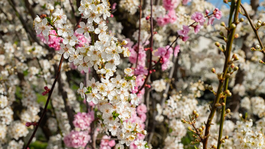 Wanaka mostrando flores silvestres