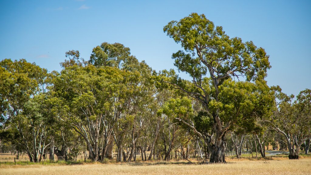 Barossa Valley showing tranquil scenes