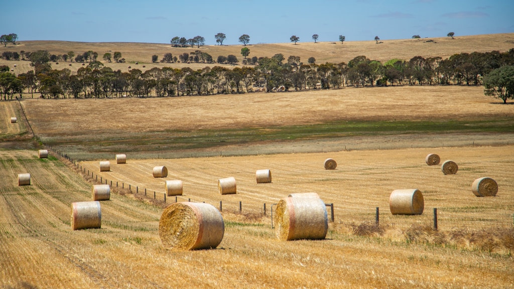 Barossa Valley ofreciendo vistas de paisajes y tierras de cultivo