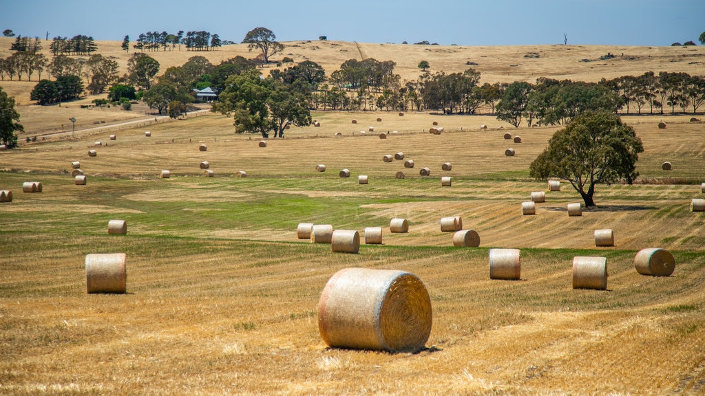 Barossa Valley mostrando paisagem e fazenda